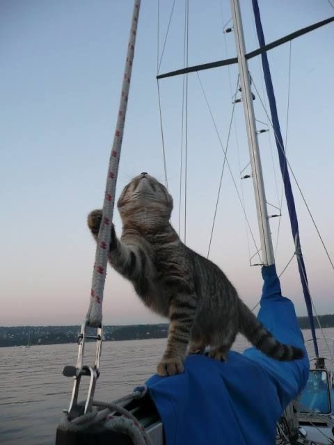 cat on a sailboat